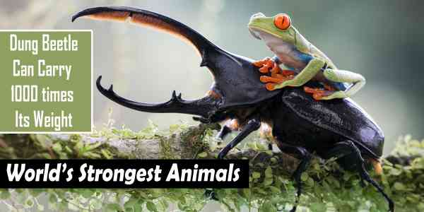 Top 10 List Of World's Strongest Animals Will Leave You Speechless!